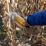 corn-u-cant-eat