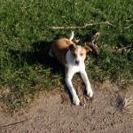 farm-pit-bull