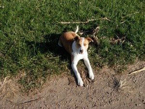 farm-pit-bull