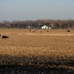 free-range-cattle