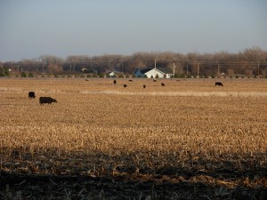 free-range-cattle