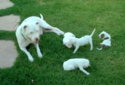 Watch a video of Sundae and the pups.