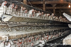 This is a typical battery cage. This photo was not taken at Hickman Family Farms.